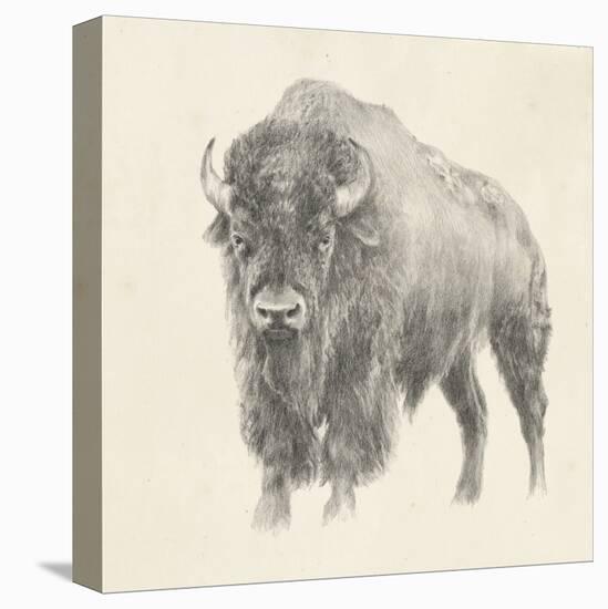 Western Bison Study-Ethan Harper-Stretched Canvas