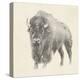 Western Bison Study-Ethan Harper-Stretched Canvas
