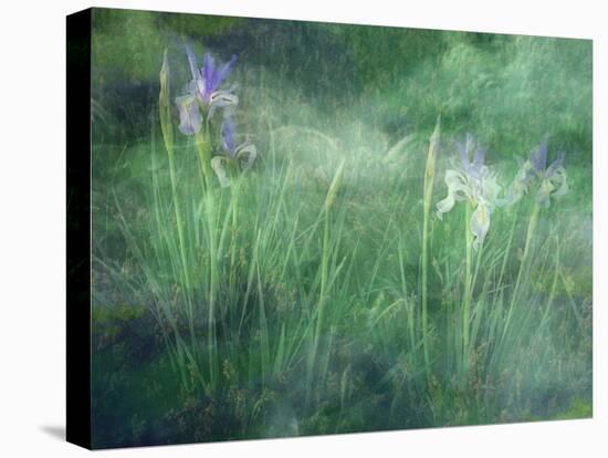 Western Blue Flag Wildflowers, Owens Valley, California, USA-null-Premier Image Canvas