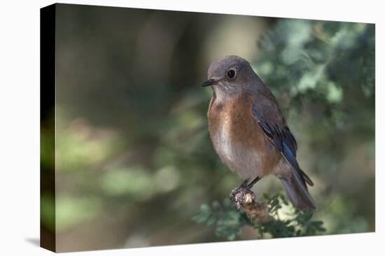 Western Bluebird on Branch-DLILLC-Premier Image Canvas