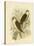 Western Brown Hawk, 1891-Gracius Broinowski-Premier Image Canvas