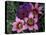 Western Cape Wildflowers, South Africa-Michele Westmorland-Premier Image Canvas