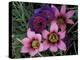 Western Cape Wildflowers, South Africa-Michele Westmorland-Premier Image Canvas