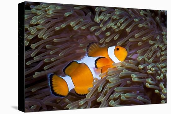 Western Clown Anemonefish and Sea Anemone (Heteractis Magnifica), Southern Thailand-Andrew Stewart-Premier Image Canvas