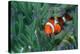 Western Clown Anemonefish-Georgette Douwma-Premier Image Canvas