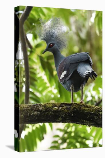 Western crowned pigeon, Aiduma Island, Triton Bay, Western Papua, Indonesian New Guinea-Staffan Widstrand-Premier Image Canvas