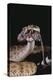 Western Diamondback Rattlesnake Eating a Mouse-DLILLC-Premier Image Canvas