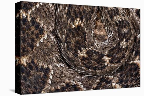 Western diamondback rattlesnake skin pattern detail, Texas-Karine Aigner-Premier Image Canvas