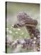 Western Diamondback Rattlesnake, Texas, USA-Larry Ditto-Premier Image Canvas