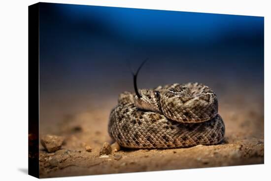 Western diamondback rattlesnake young, coiled up, Texas-Karine Aigner-Premier Image Canvas