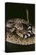 Western Diamondback Rattlesnake-DLILLC-Premier Image Canvas