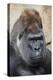 Western Gorilla in a zoo-Adam Jones-Premier Image Canvas