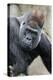 Western Gorilla in a zoo-Adam Jones-Premier Image Canvas