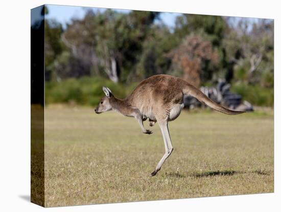 Western Gray Kangaroo (Macropus Fuliginosus) With Joey in Pouch, Yanchep National Park, Australia-Thorsten Milse-Premier Image Canvas