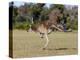 Western Gray Kangaroo (Macropus Fuliginosus) With Joey in Pouch, Yanchep National Park, Australia-Thorsten Milse-Premier Image Canvas