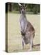 Western Gray Kangaroo (Macropus Fuliginosus) With Joey in Pouch, Yanchep National Park, Australia-null-Premier Image Canvas