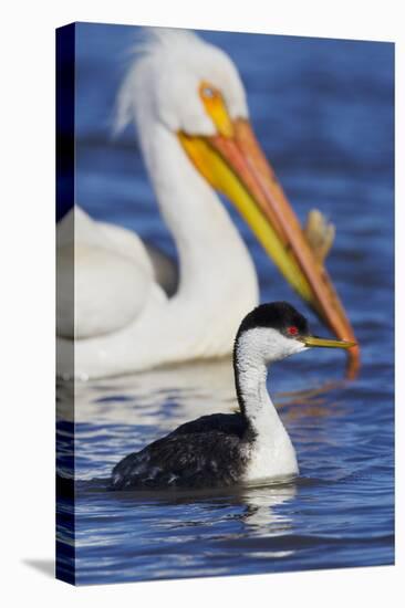 Western Grebe and American White Pelican-Ken Archer-Premier Image Canvas