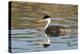 Western grebe, Elephant Butte Lake State Park, New Mexico.-Maresa Pryor-Premier Image Canvas