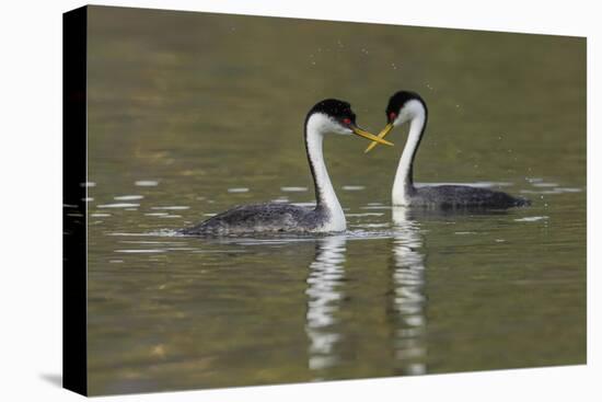 Western grebes, courting-Ken Archer-Premier Image Canvas