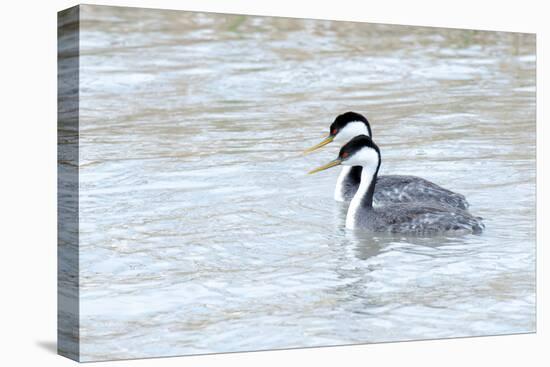 Western Grebes in Marshland, Bear River Refuge, Salt Lake City Utah-Richard Wright-Premier Image Canvas