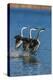 Western grebes rushing-Ken Archer-Premier Image Canvas