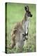 Western Grey Kangaroo with Joey in Pouch-null-Premier Image Canvas
