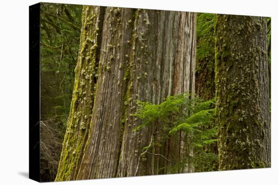 Western Hemlock Cedar Grove of the Patriarchs, Mt Rainier, Washington-Michel Hersen-Premier Image Canvas
