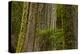 Western Hemlock Cedar Grove of the Patriarchs, Mt Rainier, Washington-Michel Hersen-Premier Image Canvas