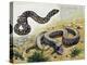 Western Hognose Snake (Heterodon Nasicus), Colubridae-null-Premier Image Canvas