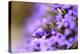 Western Honey Bee, Apis Mellifera, Blossoms, Dusting, Looking at Camera-David & Micha Sheldon-Premier Image Canvas