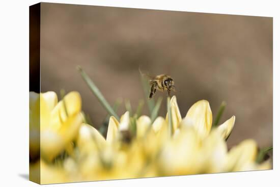 Western Honey Bee, Apis Mellifera, Head-On, are Flying, Looking into Camera-David & Micha Sheldon-Premier Image Canvas