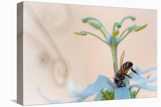 Western honeybee pollinating Desert passionflower, Mexico-Claudio Contreras-Premier Image Canvas