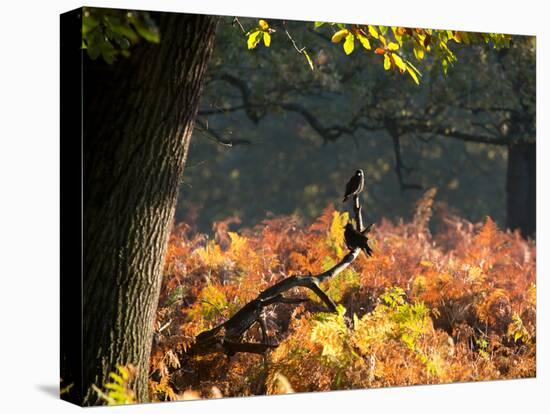Western Jackdaws, Corvus Monedula, Resting in a Branch in Autumn-Alex Saberi-Premier Image Canvas