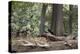 Western Jackdaws, Corvus Monedula, Standing on a Log and Feeding-Alex Saberi-Premier Image Canvas
