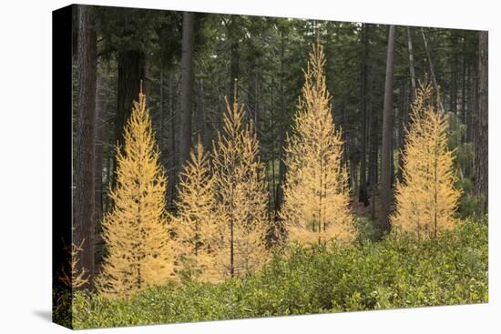 Western Larch Trees in Autumn Color, Larix Occidentalis, Oregon Cascades, Oregon-Adam Jones-Premier Image Canvas