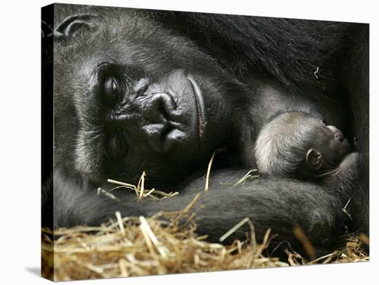 Western Lowland Gorilla, Cradles Her 3-Day Old Baby at the Franklin Park Zoo in Boston-null-Premier Image Canvas
