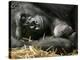 Western Lowland Gorilla, Cradles Her 3-Day Old Baby at the Franklin Park Zoo in Boston-null-Premier Image Canvas