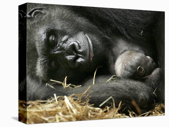 Western Lowland Gorilla, Cradles Her 3-Day Old Baby at the Franklin Park Zoo in Boston-null-Premier Image Canvas