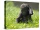 Western Lowland Gorilla Female Baby Scratching Head. Captive, France-Eric Baccega-Premier Image Canvas