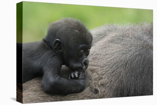 Western Lowland Gorilla (Gorilla Gorilla Gorilla) Baby Age 45 Days-Edwin Giesbers-Premier Image Canvas