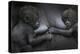 Western Lowland Gorilla (Gorilla Gorilla Gorilla) Twin Babies Age 45 Days Resting on Mother's Chest-Edwin Giesbers-Premier Image Canvas