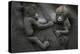 Western Lowland Gorilla (Gorilla Gorilla Gorilla) Twin Babies Age 45 Days Resting on Mother's Chest-Edwin Giesbers-Premier Image Canvas