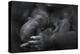 Western Lowland Gorilla (Gorilla Gorilla Gorilla) Twin Babies Age 45 Days Sleeping in Mother's Arms-Edwin Giesbers-Premier Image Canvas