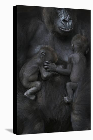 Western Lowland Gorilla (Gorilla Gorilla Gorilla) Twin Babies Age 45 Days Sleeping-Edwin Giesbers-Premier Image Canvas