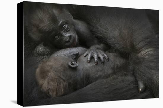 Western Lowland Gorilla (Gorilla Gorilla Gorilla) Twin Babies Age 45 Days-Edwin Giesbers-Premier Image Canvas