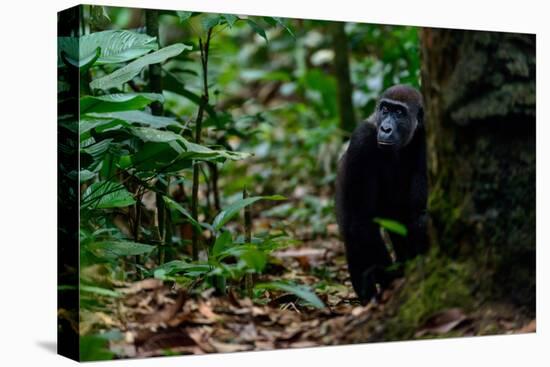 Western lowland gorilla in Marantaceae forest. Odzala-Kokoua National Park. Congo-Roger De La Harpe-Premier Image Canvas