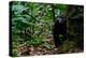 Western lowland gorilla in Marantaceae forest. Odzala-Kokoua National Park. Congo-Roger De La Harpe-Premier Image Canvas