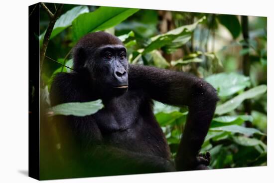 Western lowland gorilla in Marantaceae forest. Odzala-Kokoua National Park. Congo-Roger De La Harpe-Premier Image Canvas