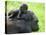 Western Lowland Gorilla Mother Carrying Baby on Her Back. Captive, France-Eric Baccega-Premier Image Canvas