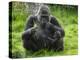 Western Lowland Gorilla Mother Feeding with Baby Investigating Grass. Captive, France-Eric Baccega-Premier Image Canvas
